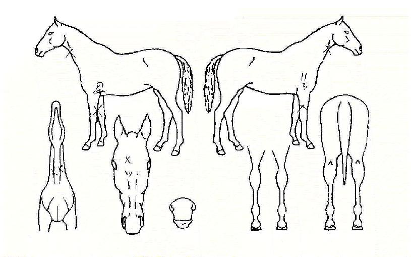 ���̿ö���Ʈ�� ����,���,�޸�,�λ�,�ٸ��� Ư¡����