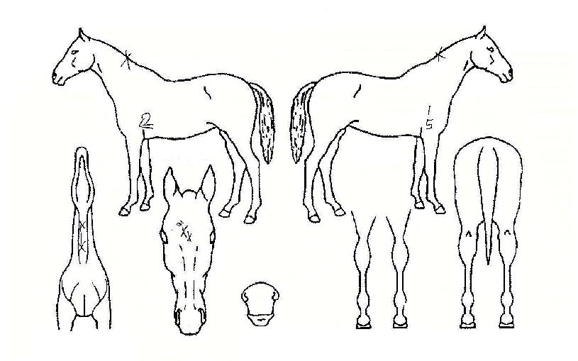 ½ÃÀÎÀdz뷡ÀÇ Ãø¸é,¿ì¸é,µÞ¸é,µÎ»ó,´Ù¸®ÀÇ Æ¯Â¡µµÇØ