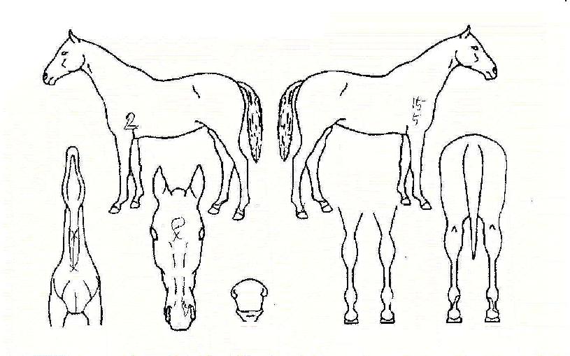 ½ºÀ§Æ®°ÉÀÇ Ãø¸é,¿ì¸é,µÞ¸é,µÎ»ó,´Ù¸®ÀÇ Æ¯Â¡µµÇØ