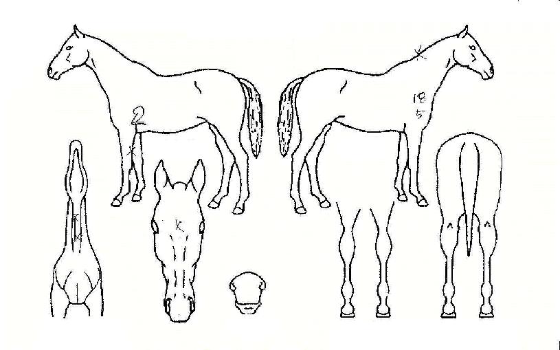 �ƶ��ȹ����� ����,���,�޸�,�λ�,�ٸ��� Ư¡����