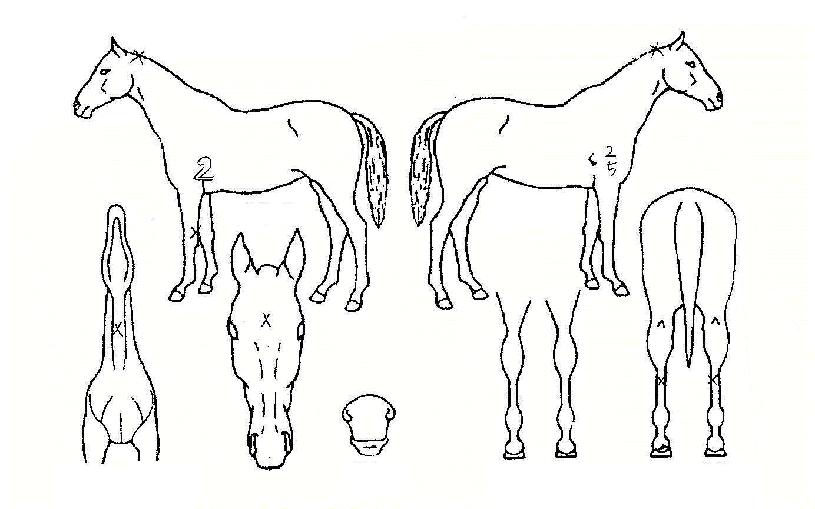 ������������ ����,���,�޸�,�λ�,�ٸ��� Ư¡����