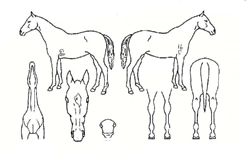 °¡À»¿©ÇàÀÇ Ãø¸é,¿ì¸é,µÞ¸é,µÎ»ó,´Ù¸®ÀÇ Æ¯Â¡µµÇØ