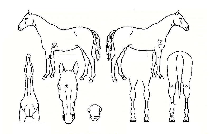 »ï°ü¿ÕÀÇ Ãø¸é,¿ì¸é,µÞ¸é,µÎ»ó,´Ù¸®ÀÇ Æ¯Â¡µµÇØ