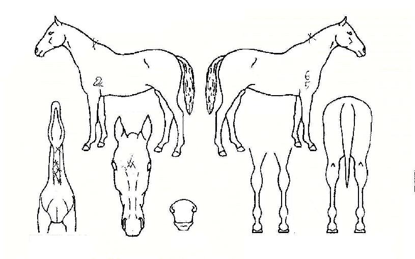 ����Ȳ���� ����,���,�޸�,�λ�,�ٸ��� Ư¡����