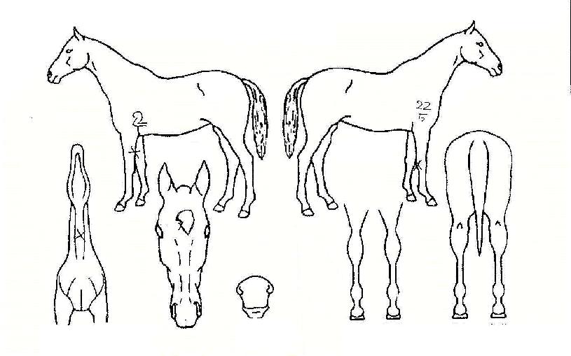 ũ������������ ����,���,�޸�,�λ�,�ٸ��� Ư¡����