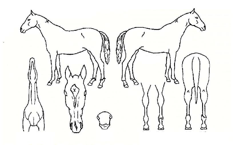 �йи��� ����,���,�޸�,�λ�,�ٸ��� Ư¡����