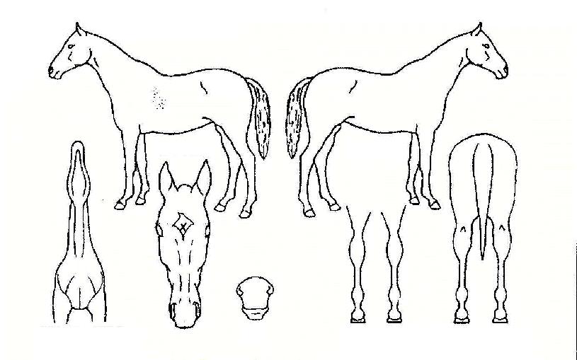 È÷µçÁ¶Ä¿ÀÇ Ãø¸é,¿ì¸é,µÞ¸é,µÎ»ó,´Ù¸®ÀÇ Æ¯Â¡µµÇØ