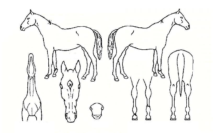 ����ȣ�� ����,���,�޸�,�λ�,�ٸ��� Ư¡����