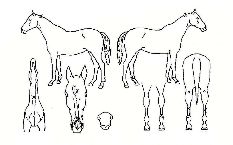 �׸��븮�� ����,���,�޸�,�λ�,�ٸ��� Ư¡����