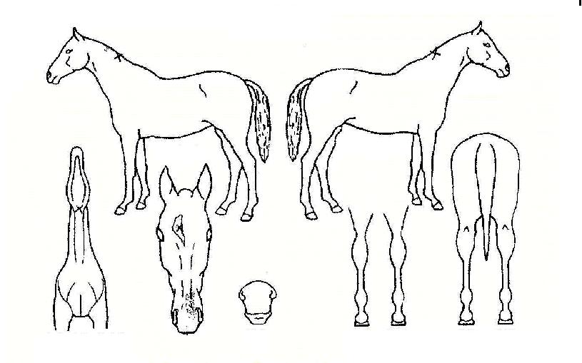 ��������ڸ��� ����,���,�޸�,�λ�,�ٸ��� Ư¡����