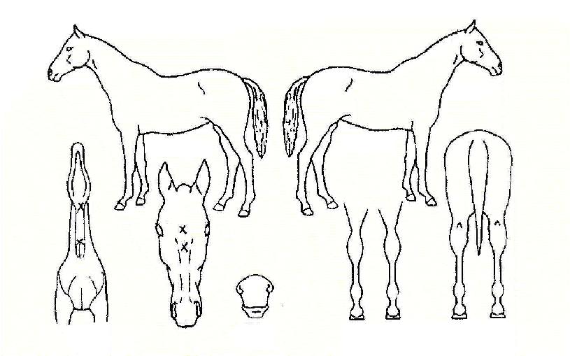 ���̵���ũ�� ����,���,�޸�,�λ�,�ٸ��� Ư¡����