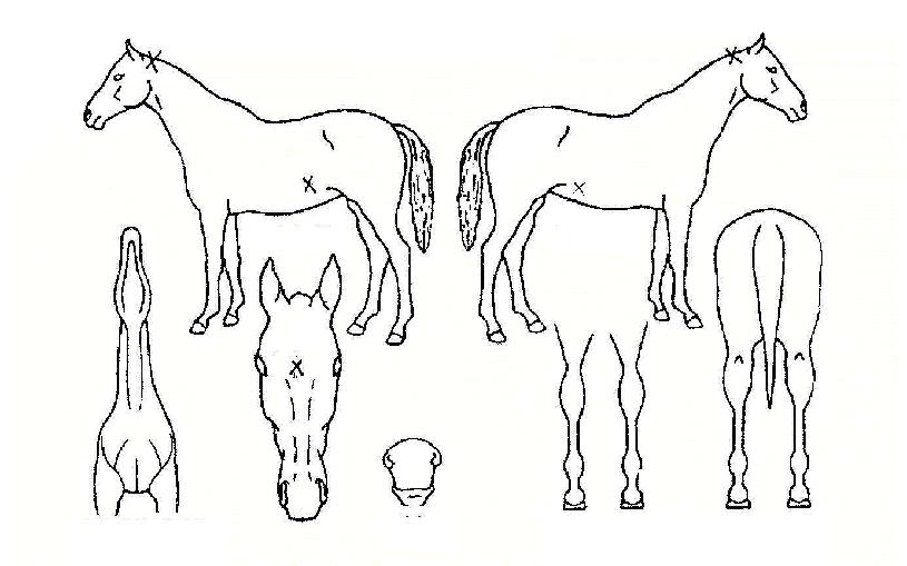 °úõÀǺûÀÇ Ãø¸é,¿ì¸é,µÞ¸é,µÎ»ó,´Ù¸®ÀÇ Æ¯Â¡µµÇØ