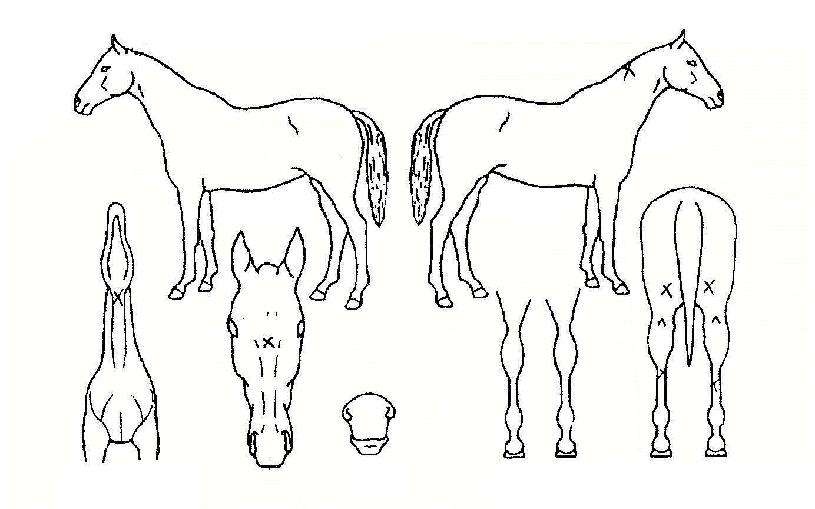 ºñ¹Ùº¸·ÉÀÇ Ãø¸é,¿ì¸é,µÞ¸é,µÎ»ó,´Ù¸®ÀÇ Æ¯Â¡µµÇØ