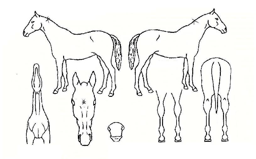 ÆÛÆå¼ÇÀÇ Ãø¸é,¿ì¸é,µÞ¸é,µÎ»ó,´Ù¸®ÀÇ Æ¯Â¡µµÇØ