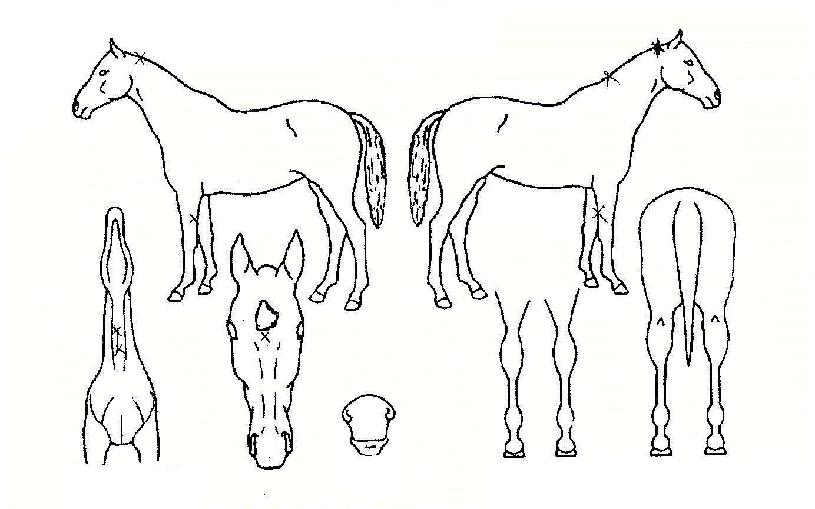 û���ڸ��� ����,���,�޸�,�λ�,�ٸ��� Ư¡����