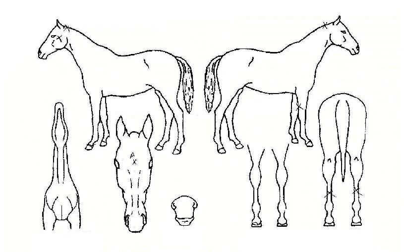 ���Ǹ��� ����,���,�޸�,�λ�,�ٸ��� Ư¡����