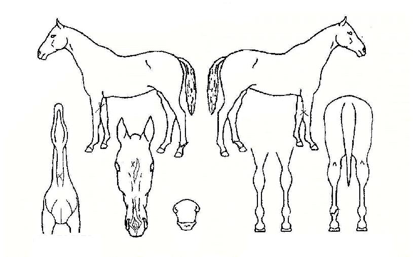 Ÿ�̰Ż轺�� ����,���,�޸�,�λ�,�ٸ��� Ư¡����