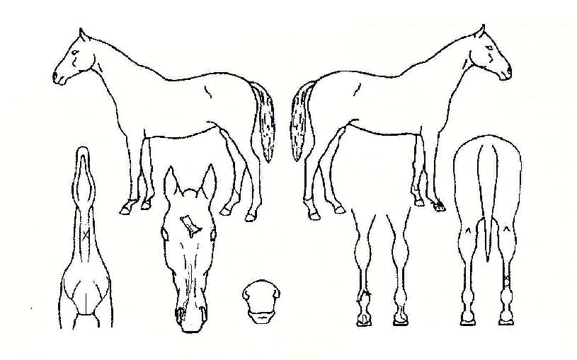 µð½º·£µåÀÇ Ãø¸é,¿ì¸é,µÞ¸é,µÎ»ó,´Ù¸®ÀÇ Æ¯Â¡µµÇØ