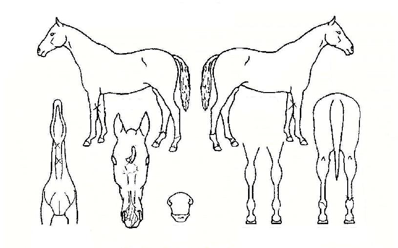 ÄÁ¼ÁÆ®¿¡¹ÐÀÇ Ãø¸é,¿ì¸é,µÞ¸é,µÎ»ó,´Ù¸®ÀÇ Æ¯Â¡µµÇØ