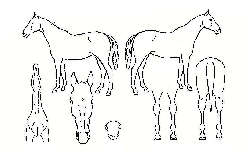 À§Ä˵åÆÛ½ºÆ®ÀÇ Ãø¸é,¿ì¸é,µÞ¸é,µÎ»ó,´Ù¸®ÀÇ Æ¯Â¡µµÇØ