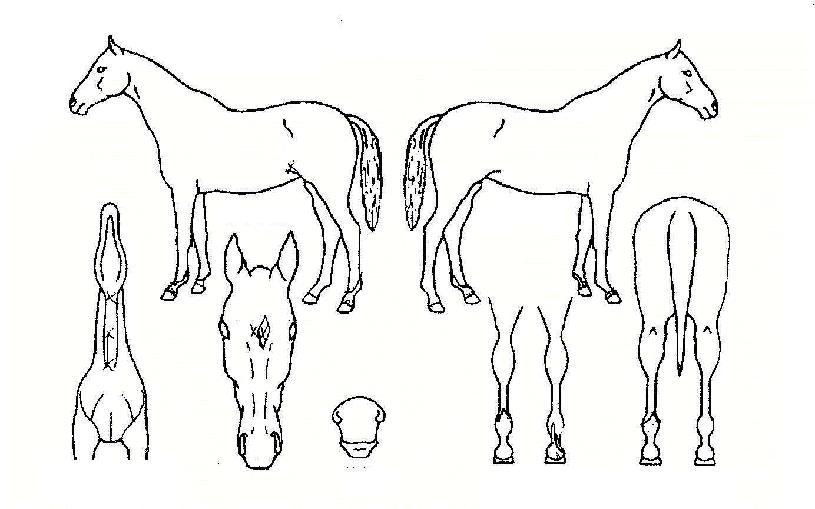 ��������ڸ��� ����,���,�޸�,�λ�,�ٸ��� Ư¡����