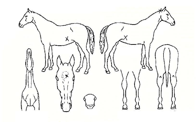 ���ε��� ����,���,�޸�,�λ�,�ٸ��� Ư¡����