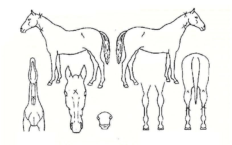 ��Ʋİ�� ����,���,�޸�,�λ�,�ٸ��� Ư¡����