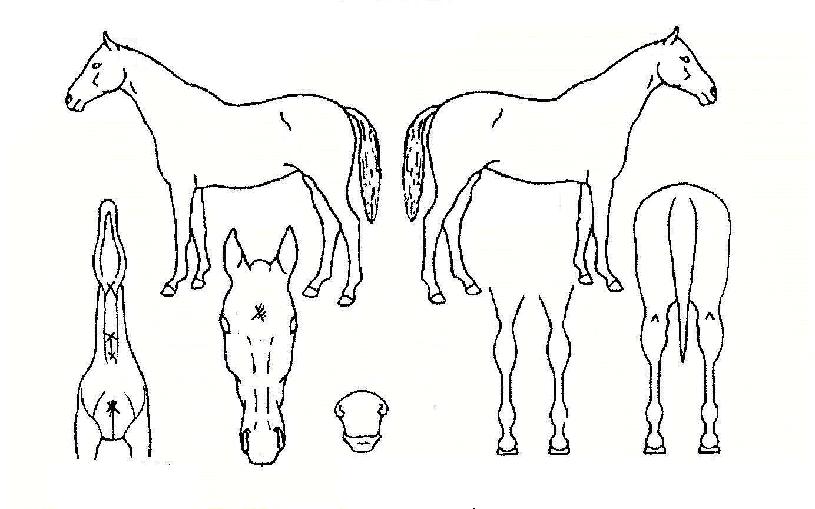 �α⸶���� ����,���,�޸�,�λ�,�ٸ��� Ư¡����