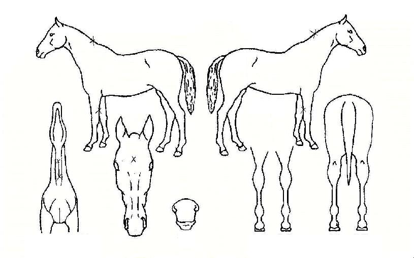 õ�������� ����,���,�޸�,�λ�,�ٸ��� Ư¡����