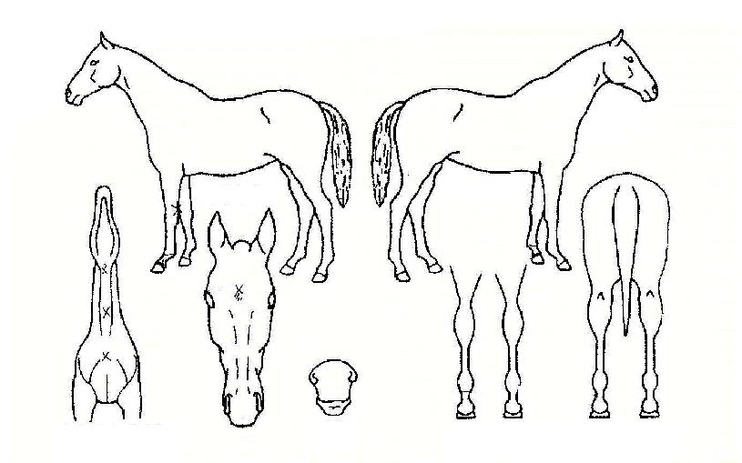 ¼±ºÀÀÏÁÖÀÇ Ãø¸é,¿ì¸é,µÞ¸é,µÎ»ó,´Ù¸®ÀÇ Æ¯Â¡µµÇØ