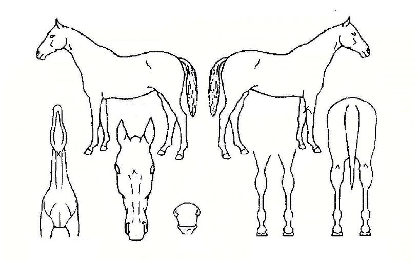 ´Üµ¶°ÀÚÀÇ Ãø¸é,¿ì¸é,µÞ¸é,µÎ»ó,´Ù¸®ÀÇ Æ¯Â¡µµÇØ