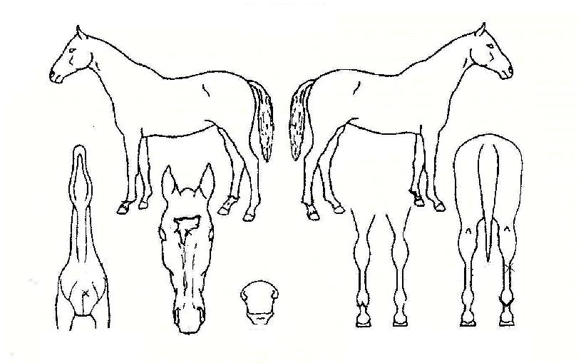 õ��ȣ�� ����,���,�޸�,�λ�,�ٸ��� Ư¡����