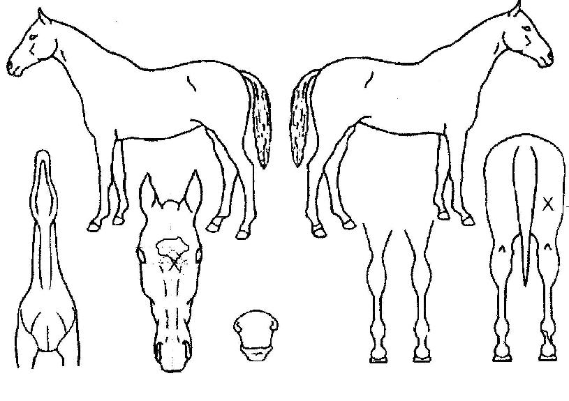 ºäƼǮÅõµ¥ÀÌÀÇ Ãø¸é,¿ì¸é,µÞ¸é,µÎ»ó,´Ù¸®ÀÇ Æ¯Â¡µµÇØ