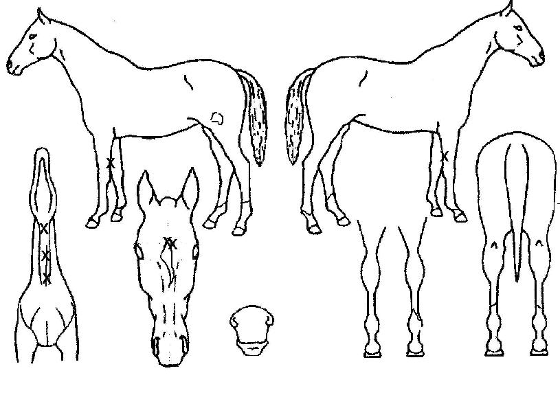 ĳġ���� ����,���,�޸�,�λ�,�ٸ��� Ư¡����