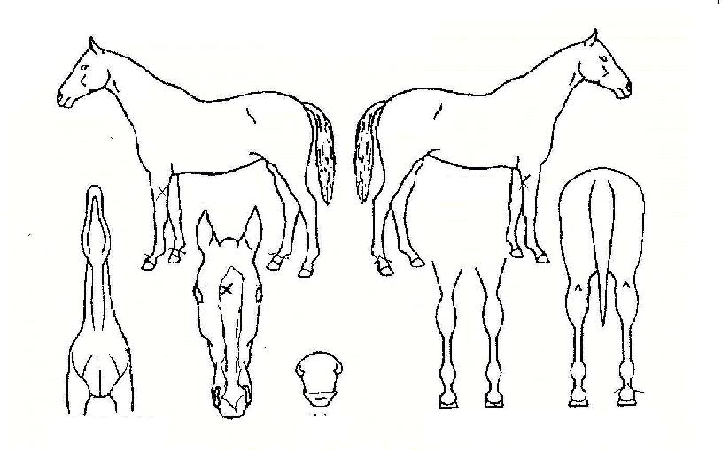 ���̾��� ����,���,�޸�,�λ�,�ٸ��� Ư¡����