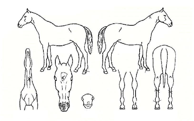 ���������� ����,���,�޸�,�λ�,�ٸ��� Ư¡����