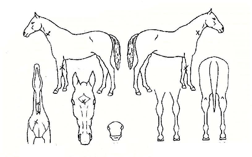 ȫ������ ����,���,�޸�,�λ�,�ٸ��� Ư¡����