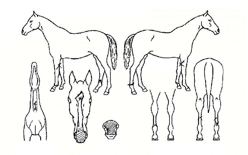 À¯Á¶¼±ÀÇ Ãø¸é,¿ì¸é,µÞ¸é,µÎ»ó,´Ù¸®ÀÇ Æ¯Â¡µµÇØ