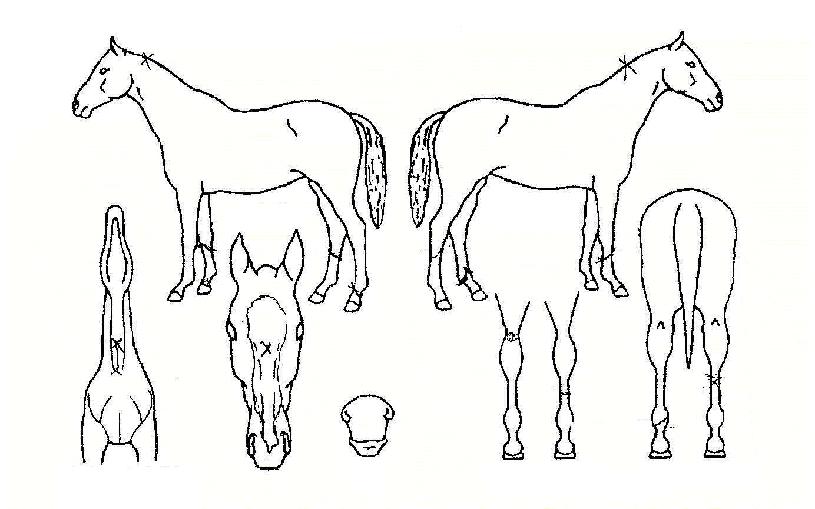 ��������� ����,���,�޸�,�λ�,�ٸ��� Ư¡����