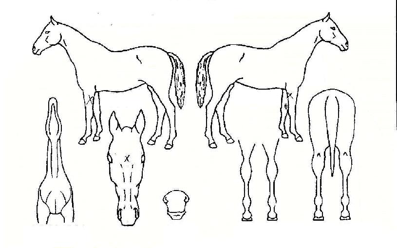 �̳ʼ����ڸ��� ����,���,�޸�,�λ�,�ٸ��� Ư¡����