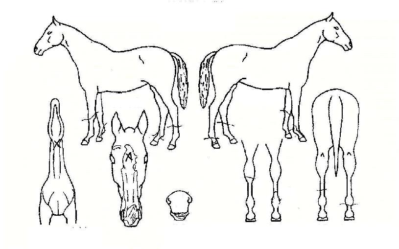 Àå¼ö³í°³ÀÇ Ãø¸é,¿ì¸é,µÞ¸é,µÎ»ó,´Ù¸®ÀÇ Æ¯Â¡µµÇØ