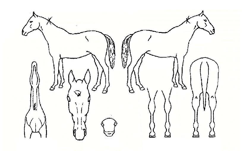 �̻����� ����,���,�޸�,�λ�,�ٸ��� Ư¡����