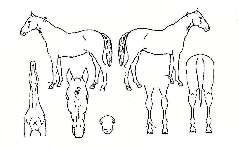 »çÀÚ¼ºÀÇ Ãø¸é,¿ì¸é,µÞ¸é,µÎ»ó,´Ù¸®ÀÇ Æ¯Â¡µµÇØ