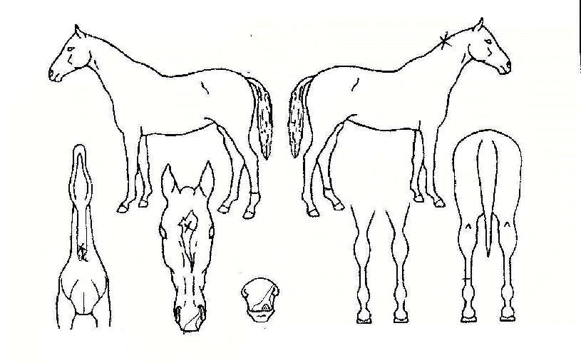 ³²º¸¼®ÀÇ Ãø¸é,¿ì¸é,µÞ¸é,µÎ»ó,´Ù¸®ÀÇ Æ¯Â¡µµÇØ