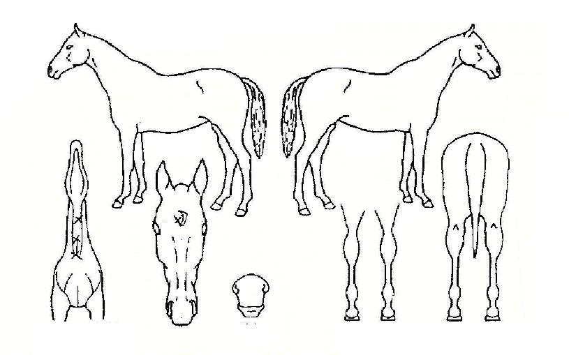 ��Ʈĭ�� ����,���,�޸�,�λ�,�ٸ��� Ư¡����