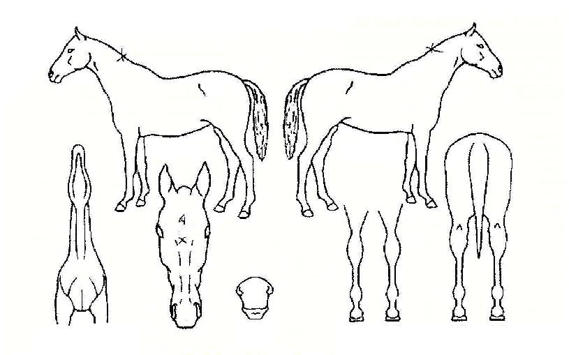 ��è���� ����,���,�޸�,�λ�,�ٸ��� Ư¡����