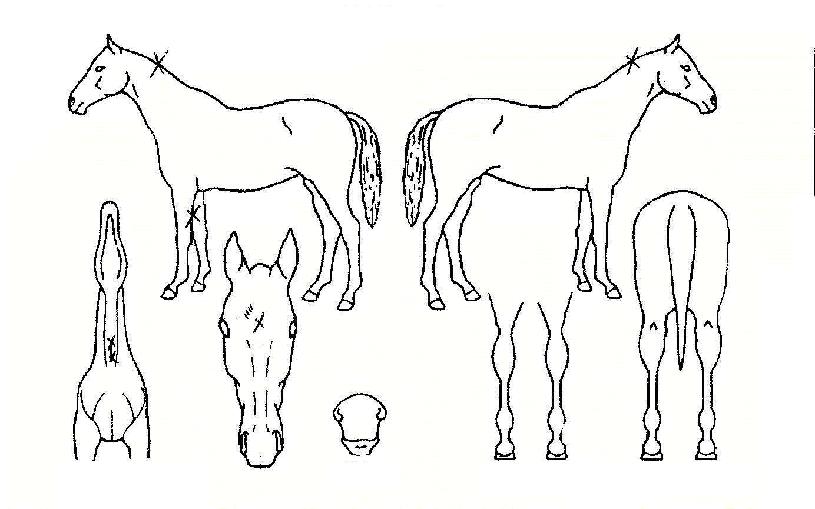 °ü¸ðºÀÀÇ Ãø¸é,¿ì¸é,µÞ¸é,µÎ»ó,´Ù¸®ÀÇ Æ¯Â¡µµÇØ