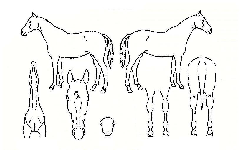 õÃ߱⼼ÀÇ Ãø¸é,¿ì¸é,µÞ¸é,µÎ»ó,´Ù¸®ÀÇ Æ¯Â¡µµÇØ