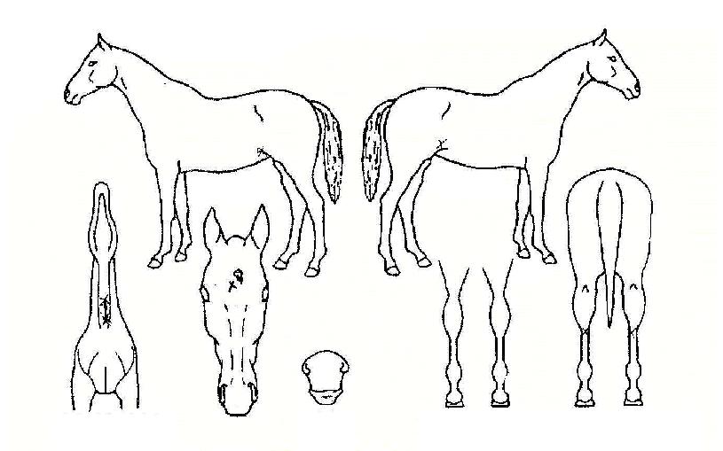 ����ô��� ����,���,�޸�,�λ�,�ٸ��� Ư¡����