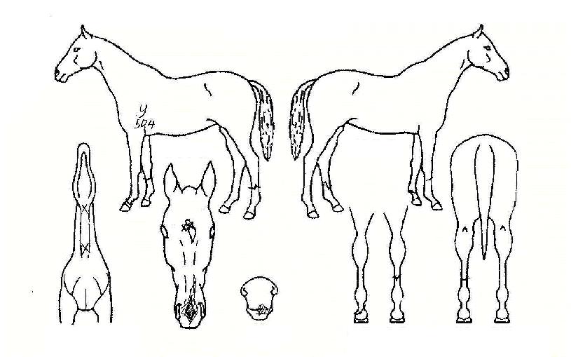 ±¤¼ÓµµÀÇ Ãø¸é,¿ì¸é,µÞ¸é,µÎ»ó,´Ù¸®ÀÇ Æ¯Â¡µµÇØ